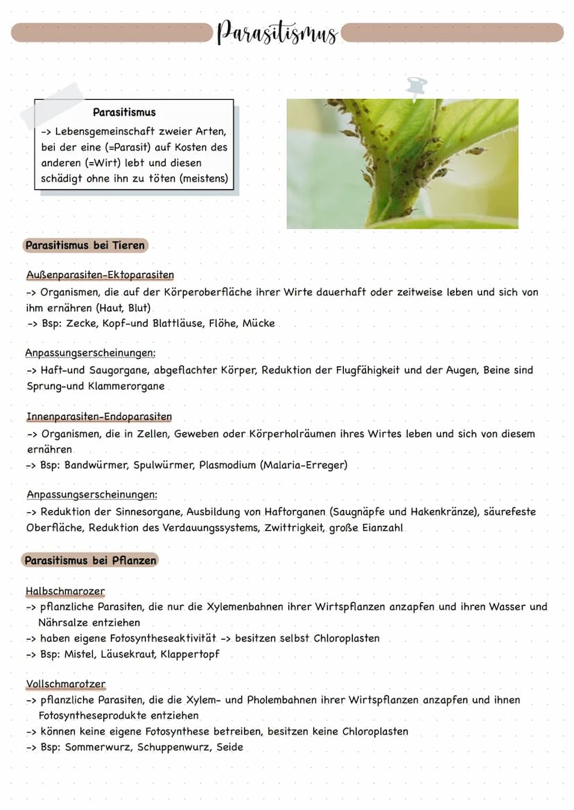 Symbiose
= Lebensgemeinschaft von Organismen zweier Arten zum gegenseitig Vorteil
Mykorrhiza (Symbiose von Samenpflanzen und Pilzen)
Vorteil