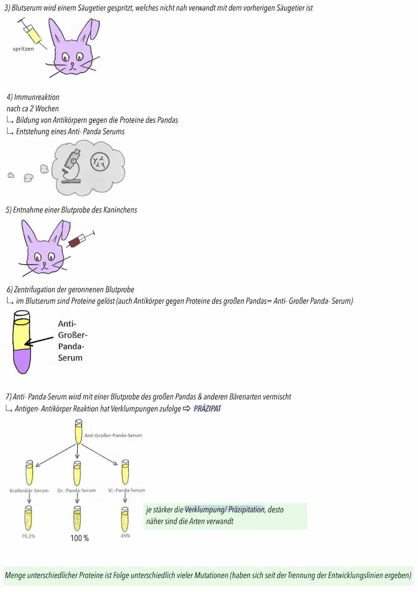 MOLEKULARBIOLOGIE
Makromoleküle (Protiene; Nucleinsäuren) verwandter Organismen haben abgestufte Ähnlichkeit
L verwandtschaftliche Nähe vers
