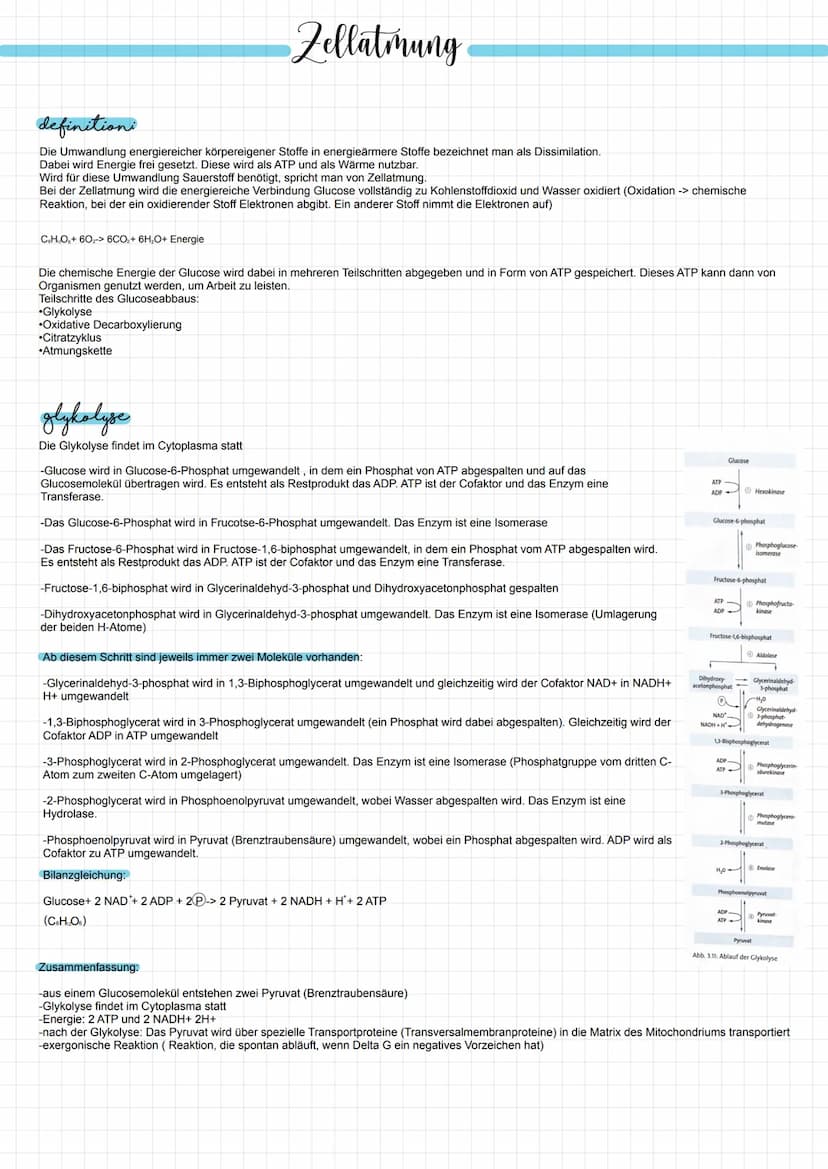 definitioni
Die Umwandlung energiereicher körpereigener Stoffe in energieärmere Stoffe bezeichnet man als Dissimilation.
Dabei wird Energie 