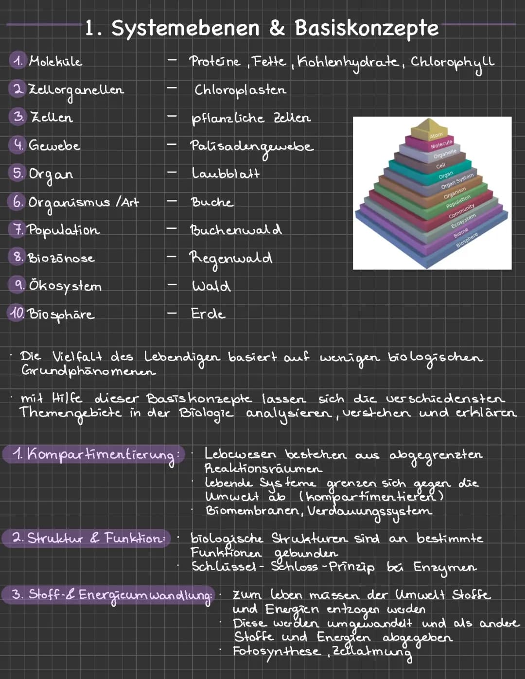 Biologie Grundkonzepte: Systemebenen und Basiskonzepte leicht erklärt