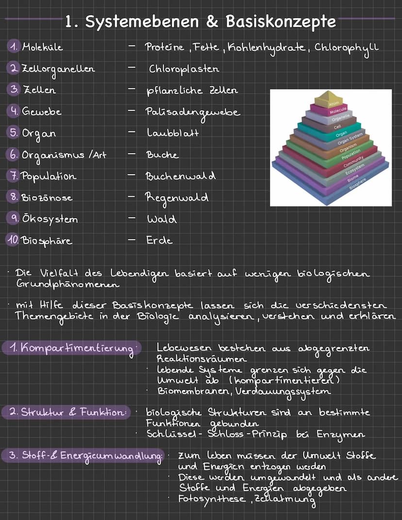 <h2 id="systemebenenbasiskonzepte">Systemebenen &amp; Basiskonzepte</h2>
<p>Die Biologie untersucht das Leben auf verschiedenen Systemebenen