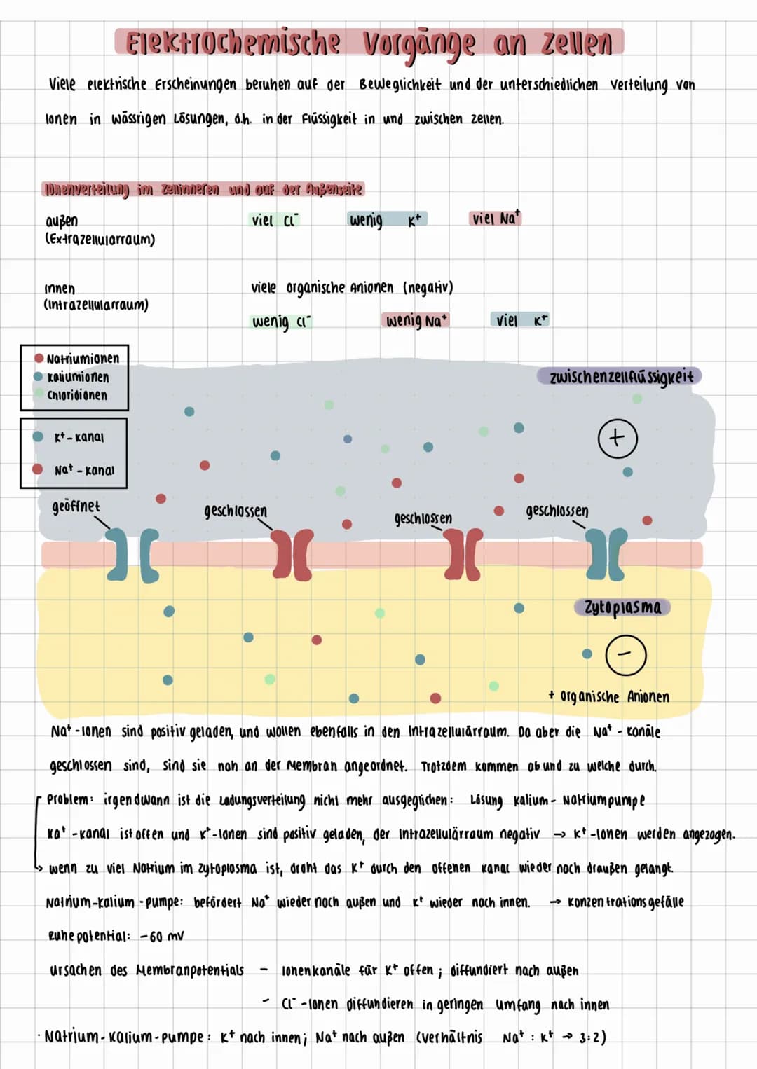 Elektrochemische Vorgänge an Zellen
Viele elektrische Erscheinungen beruhen auf der Beweglichkeit und der unterschiedlichen verteilung von
l