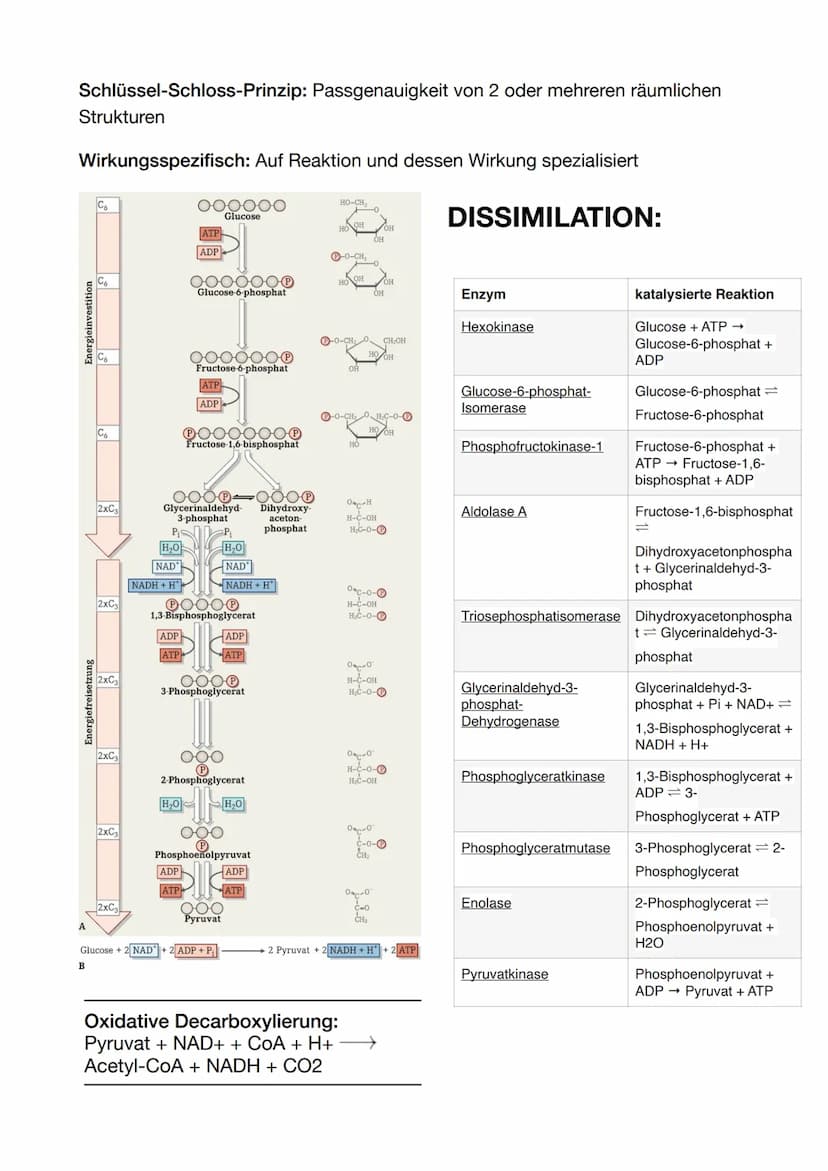 ENZYMATIK:
Allosterische Hemmung:
Der Hemmstoff bindet nicht am aktiven Zentrum des Enzyms, sondern an
einer anderen Stelle
-
Bio ABI
Dadurc
