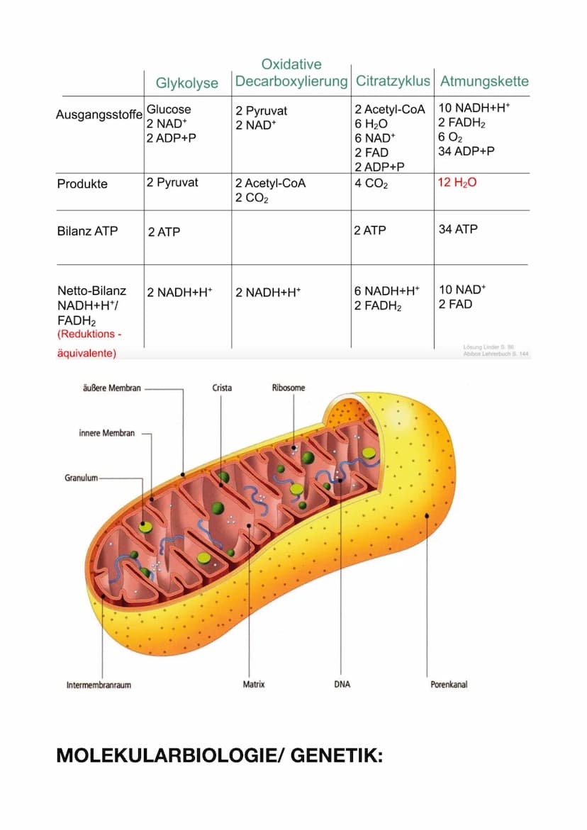 ENZYMATIK:
Allosterische Hemmung:
Der Hemmstoff bindet nicht am aktiven Zentrum des Enzyms, sondern an
einer anderen Stelle
-
Bio ABI
Dadurc