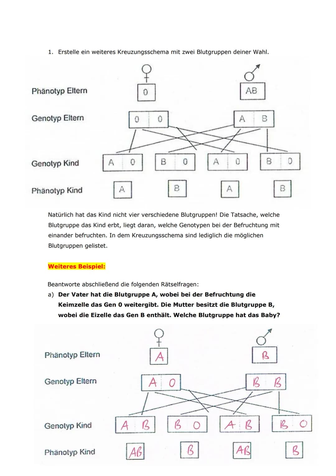 1. Vervollständige die folgende Tabelle für alle denkbaren
Blutgruppenkombinationen von Mutter und Vater. Gehe hierbei folgendermaßen
vor:
a