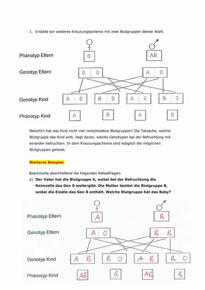 1. Vervollständige die folgende Tabelle für alle denkbaren
Blutgruppenkombinationen von Mutter und Vater. Gehe hierbei folgendermaßen
vor:
a