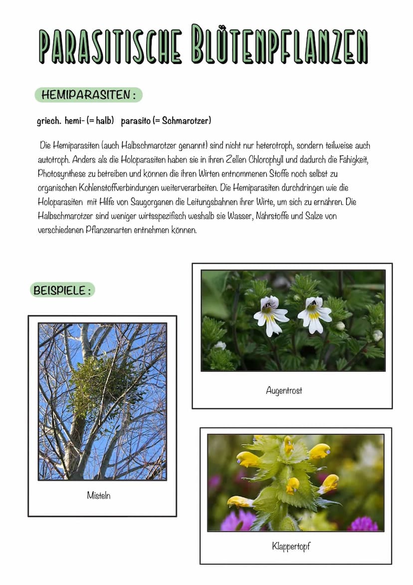 PARASITISCHE BLÜTENPFLANZEN
DEFINITION: Parasitische Pflanzen auch Schmarotzen genannt, sind Pflanzen, die sich teilweise
oder vollständig v