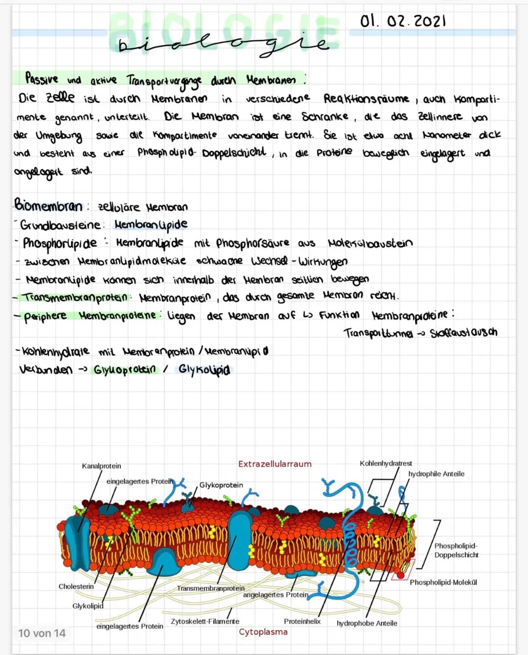
<p>Die Zelle ist durch Membranen, auch biomembrane genannt, in verschiedene Kompartimente von ihrer Umgebung sowie voneinander unterteilt. 