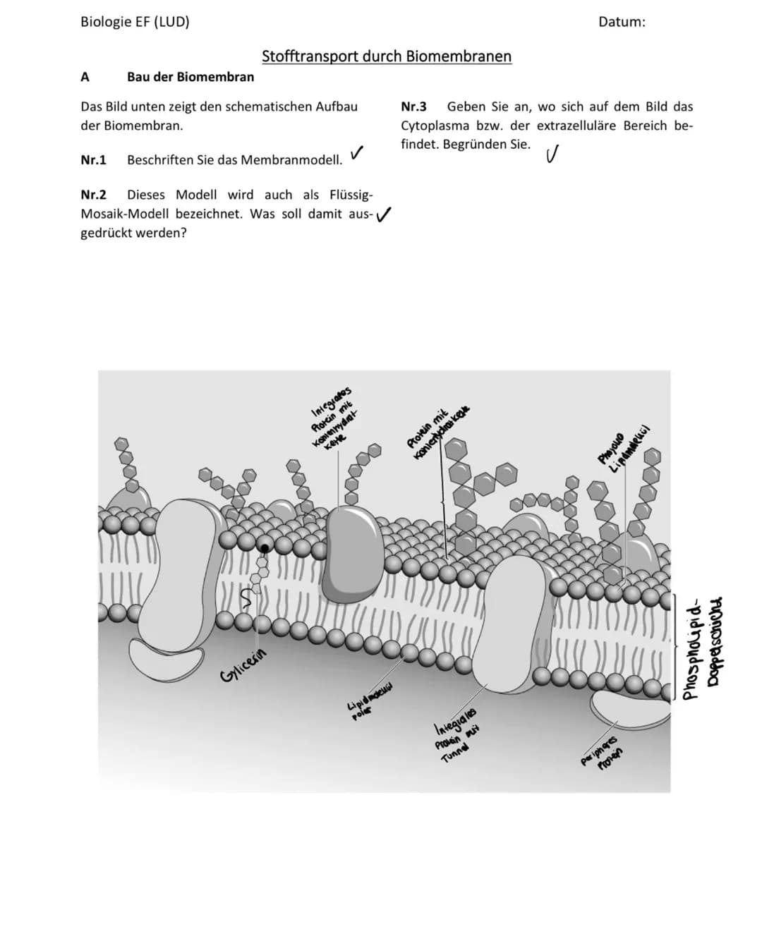 
<p>Die Zelle ist durch Membranen, auch biomembrane genannt, in verschiedene Kompartimente von ihrer Umgebung sowie voneinander unterteilt. 