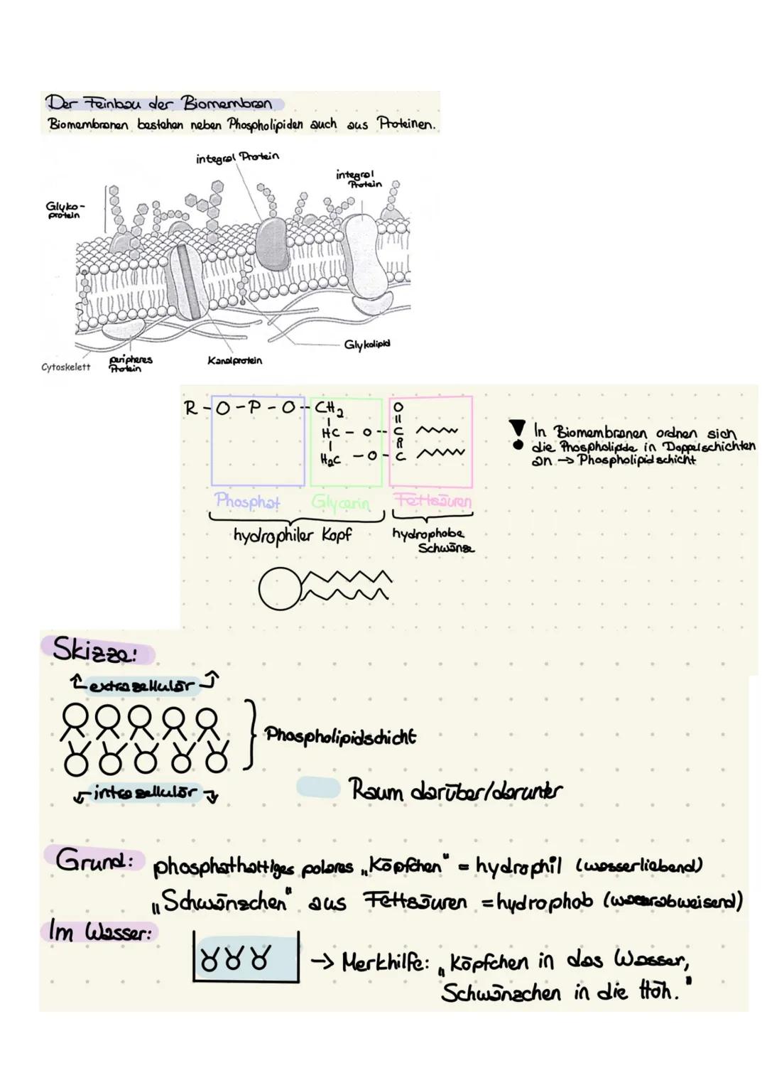 Biologie Klausur 1 (K1)
Zellorganellen im Überblick
Das elektronenmikroskopische Bild der Zelle
SEUNS
Organellen mit Doppelmembran:
Bezeichn