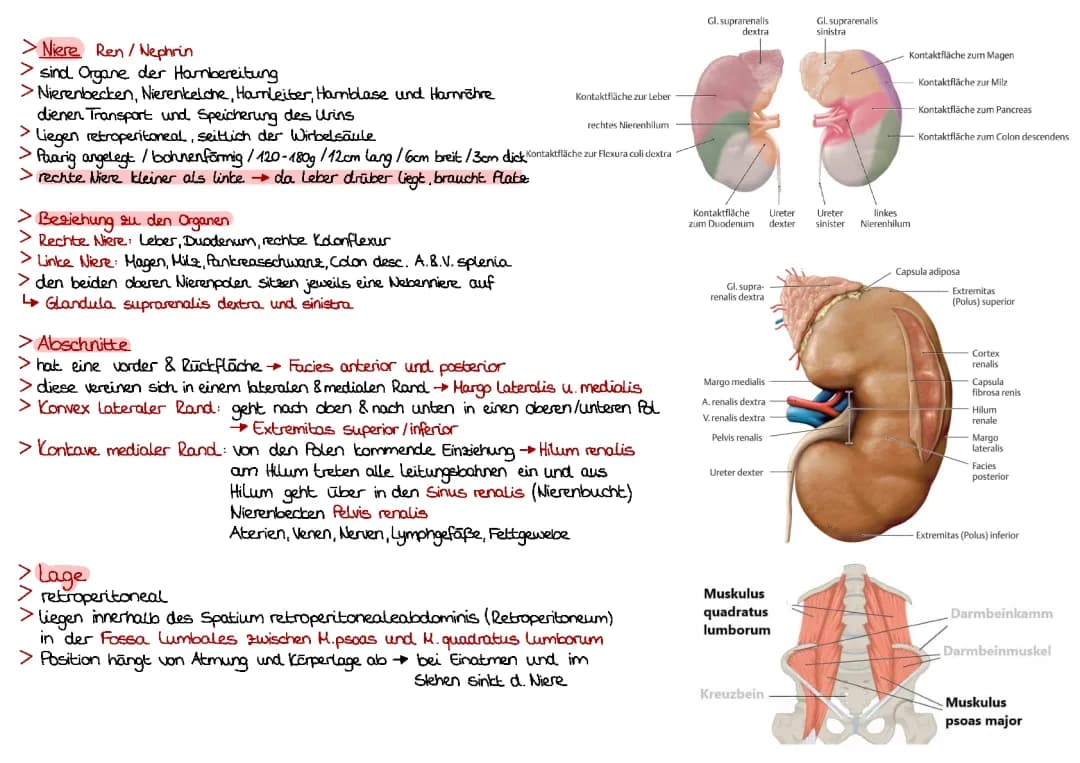 Niere Anatomie 