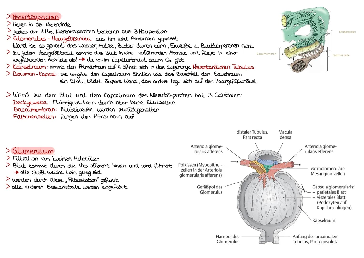 Niere Ren/Nephrin
> sind Organe der Harbereitung
> Nierenbecken, Nierenkelche, Harnleiter, Harnblase und Harrchre
dienen Transport und Speic