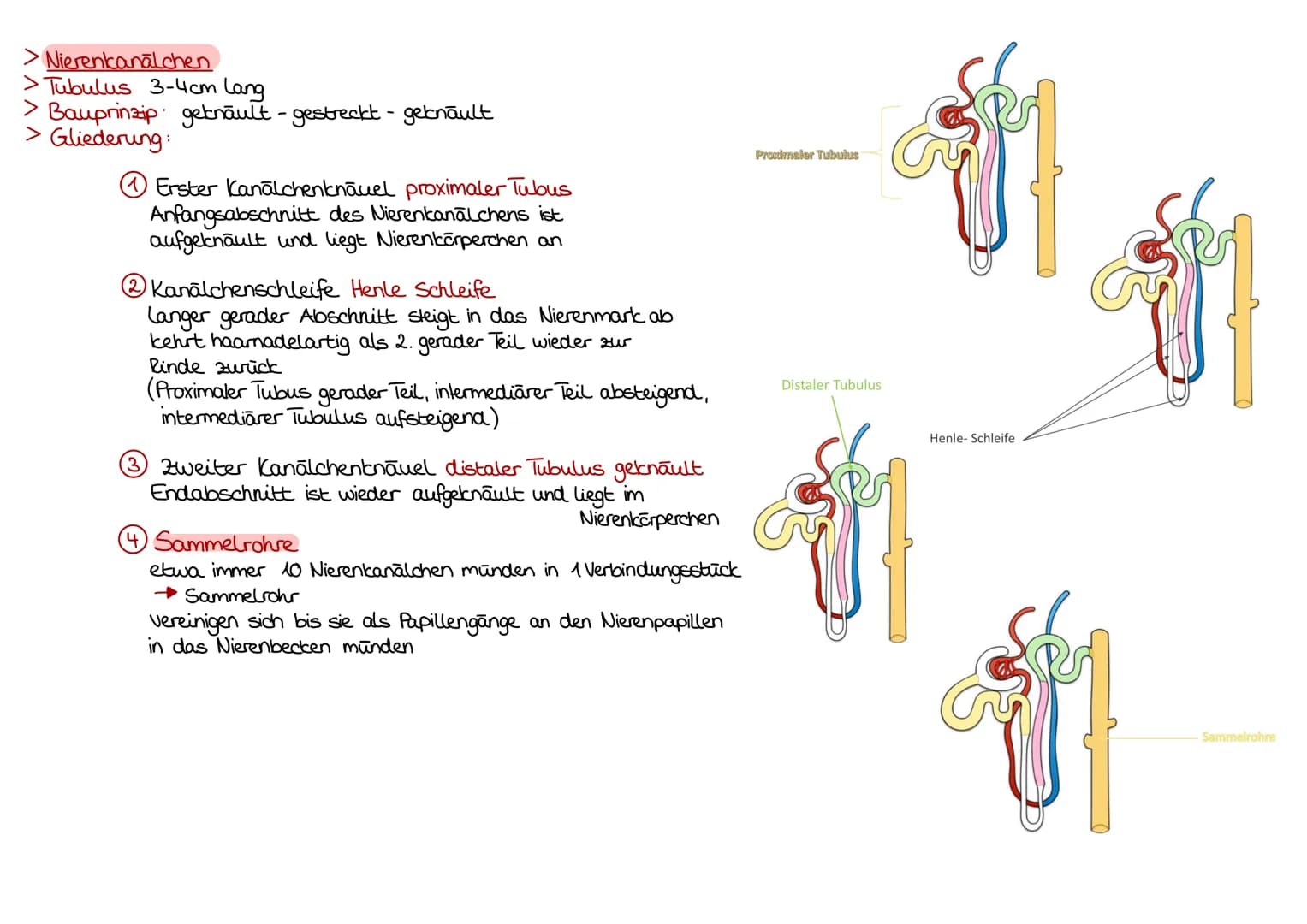 Niere Ren/Nephrin
> sind Organe der Harbereitung
> Nierenbecken, Nierenkelche, Harnleiter, Harnblase und Harrchre
dienen Transport und Speic