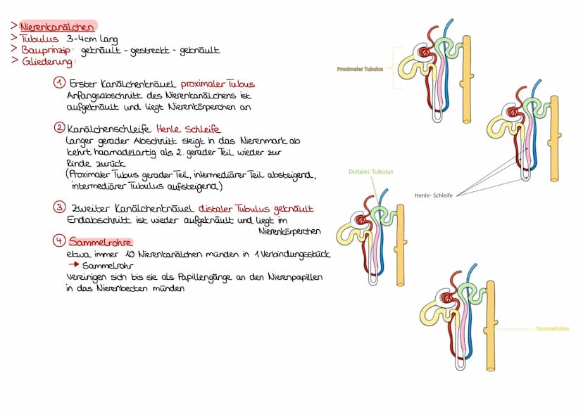 Niere Ren/Nephrin
> sind Organe der Harbereitung
> Nierenbecken, Nierenkelche, Harnleiter, Harnblase und Harrchre
dienen Transport und Speic