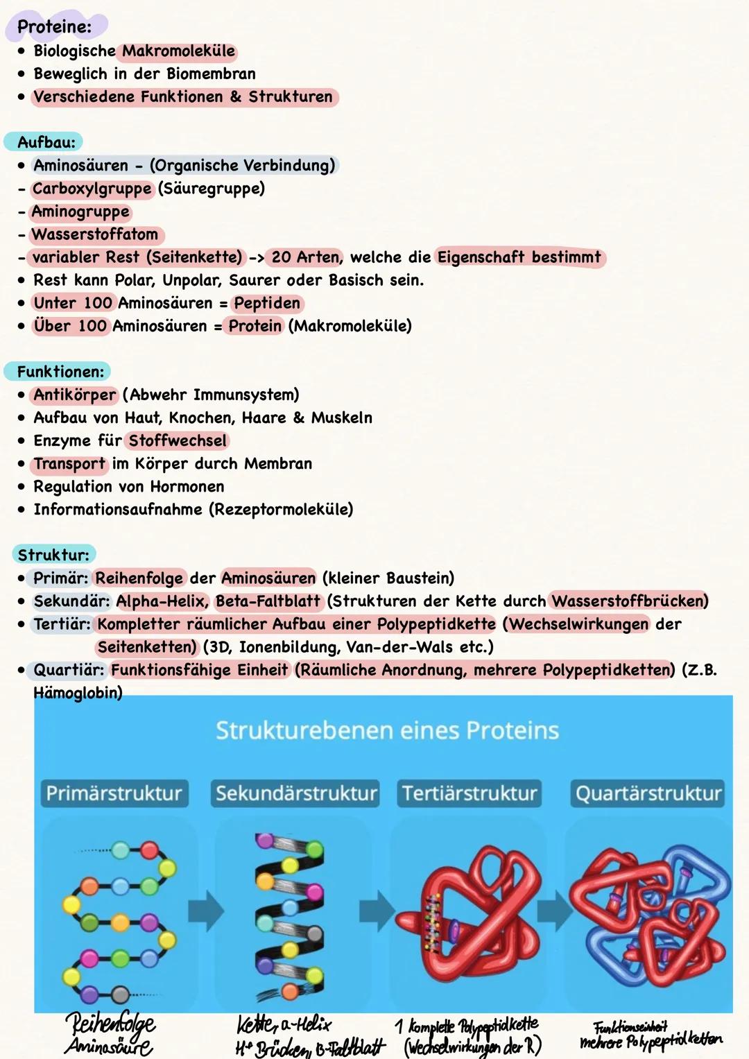 Zellen:
• Alle Zellen sind von einer Biomembran umgeben
Kompartimentierung = Arbeitsteilung
• Pflanzenzellen vs. Tierzelle:
●
-> nur in Pfla