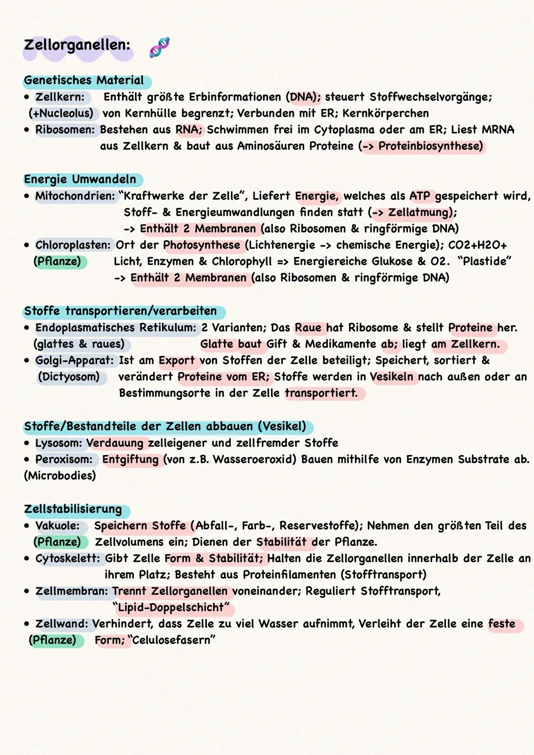 Zellen:
• Alle Zellen sind von einer Biomembran umgeben
Kompartimentierung = Arbeitsteilung
• Pflanzenzellen vs. Tierzelle:
●
-> nur in Pfla