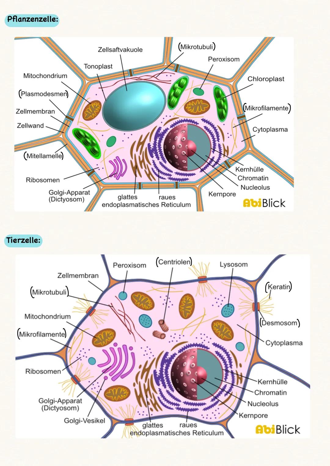 Zellen:
• Alle Zellen sind von einer Biomembran umgeben
Kompartimentierung = Arbeitsteilung
• Pflanzenzellen vs. Tierzelle:
●
-> nur in Pfla