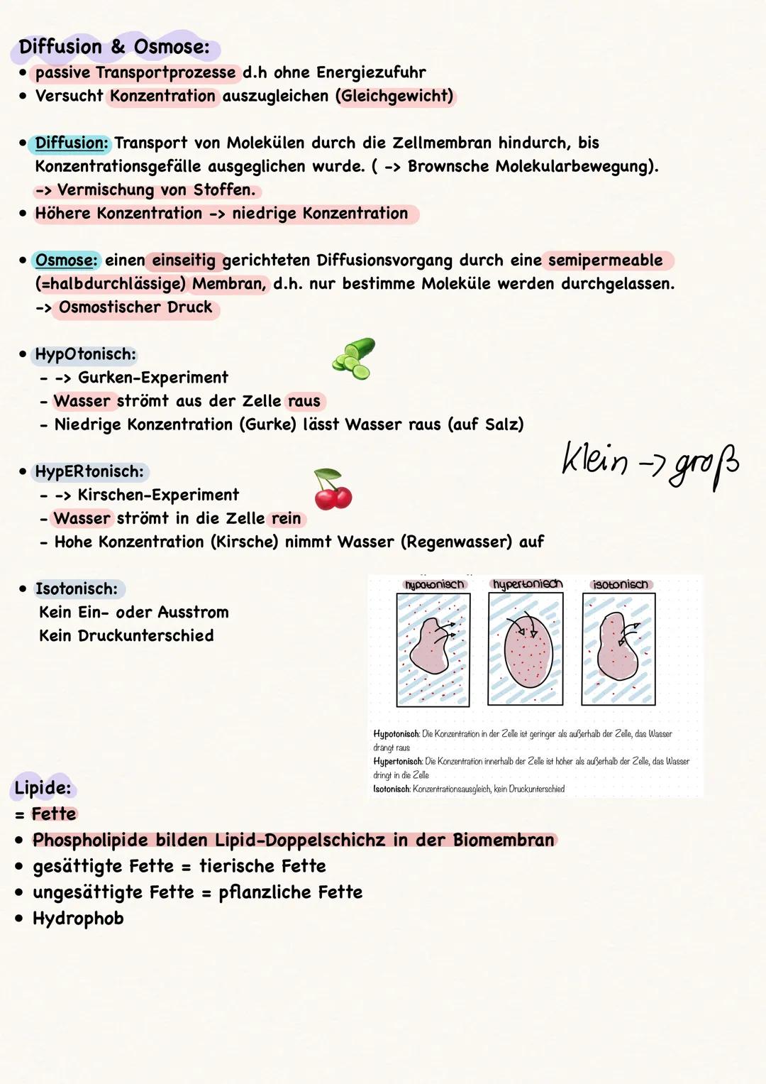 Zellen:
• Alle Zellen sind von einer Biomembran umgeben
Kompartimentierung = Arbeitsteilung
• Pflanzenzellen vs. Tierzelle:
●
-> nur in Pfla