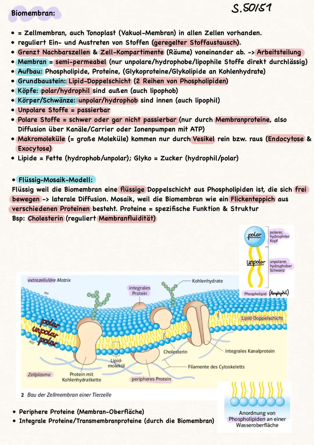 Zellen:
• Alle Zellen sind von einer Biomembran umgeben
Kompartimentierung = Arbeitsteilung
• Pflanzenzellen vs. Tierzelle:
●
-> nur in Pfla