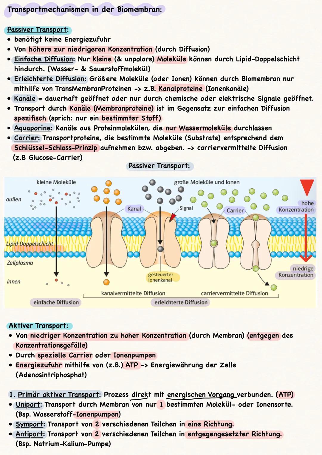 Zellen:
• Alle Zellen sind von einer Biomembran umgeben
Kompartimentierung = Arbeitsteilung
• Pflanzenzellen vs. Tierzelle:
●
-> nur in Pfla