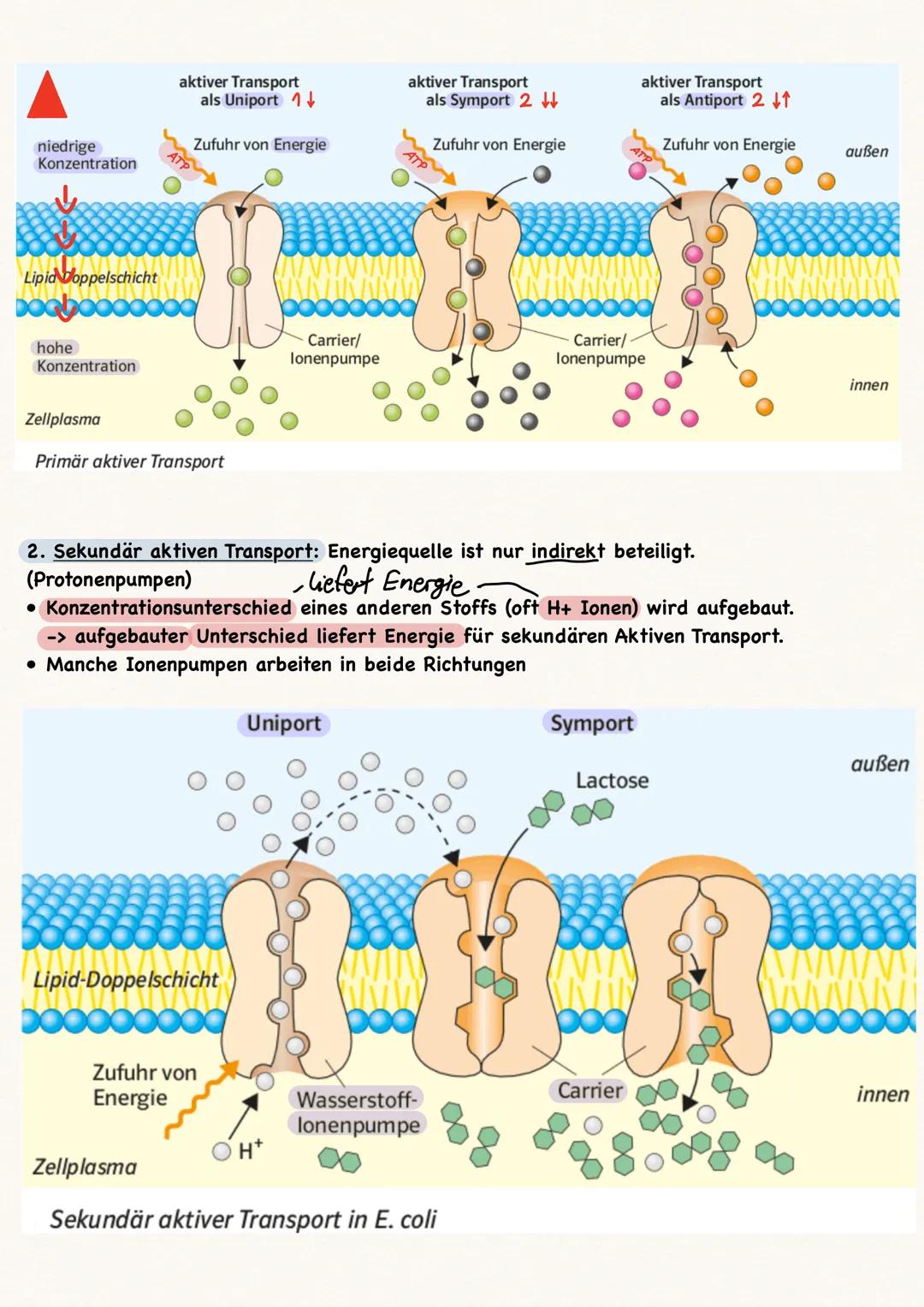 Zellen:
• Alle Zellen sind von einer Biomembran umgeben
Kompartimentierung = Arbeitsteilung
• Pflanzenzellen vs. Tierzelle:
●
-> nur in Pfla