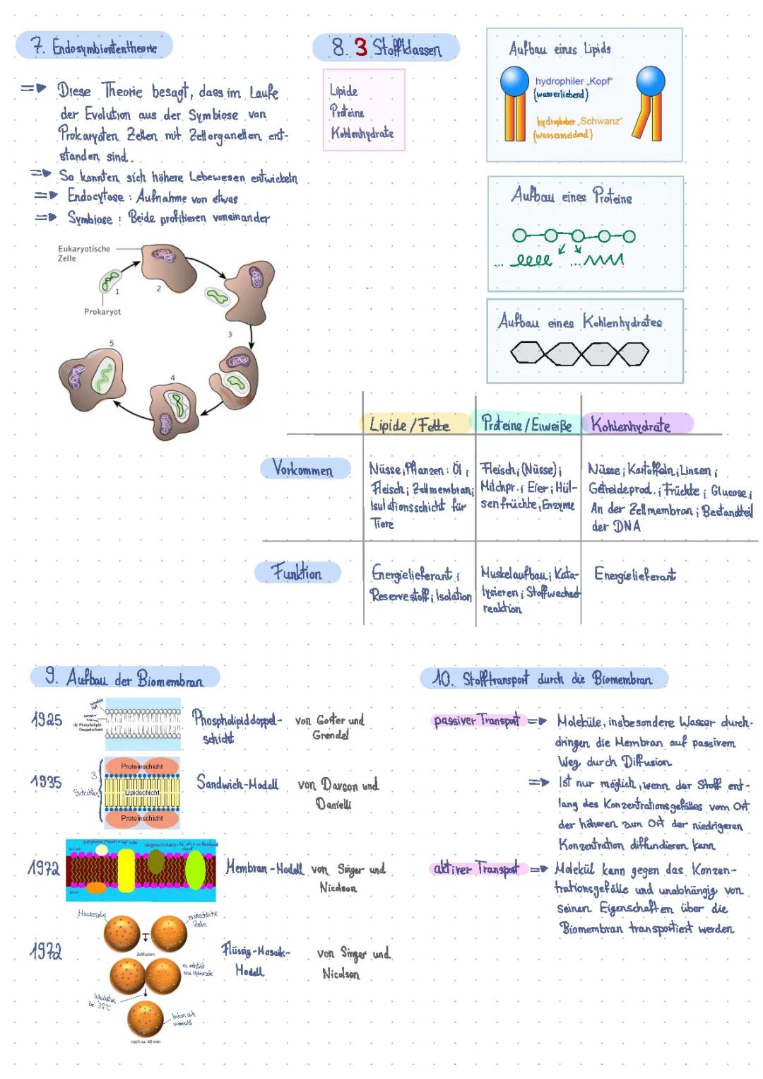 Endosymbiontentheorie und Stoffklassen in der Biologie einfach erklärt