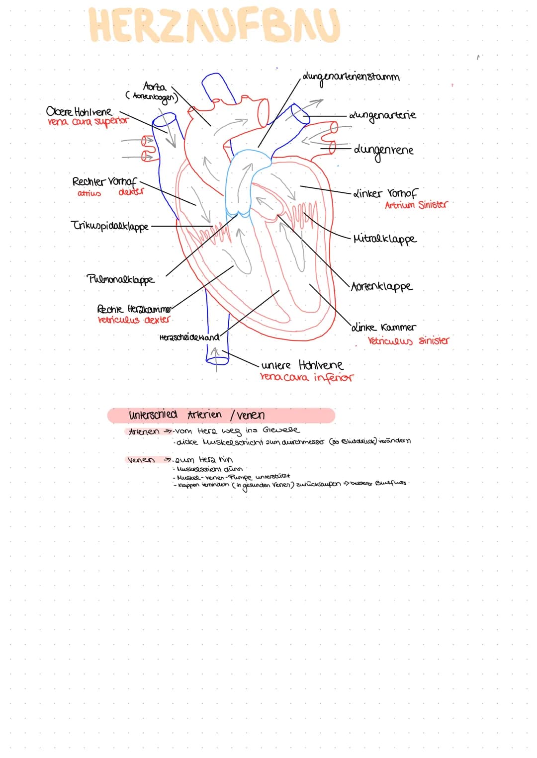 HERZAUFBAU
Aorza
(Aortenbogen)
Obere Hohlvene
vena cara superior
Rechter Vorhaf
atrius
dexter
Trikuspidalklappe-
Pulmonalklappe
Rechle Herak