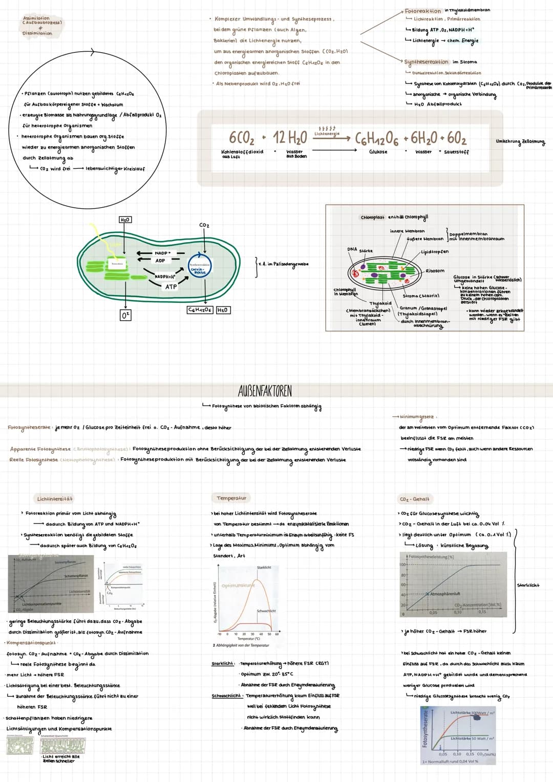 Assimilation
CAufbaubrozess)
Dissimilation
• Pflanzen (autotroph) nutzen gebildetes C6H12O6
für Aufbau körpereigener Stoffe + Wachstum
· erz