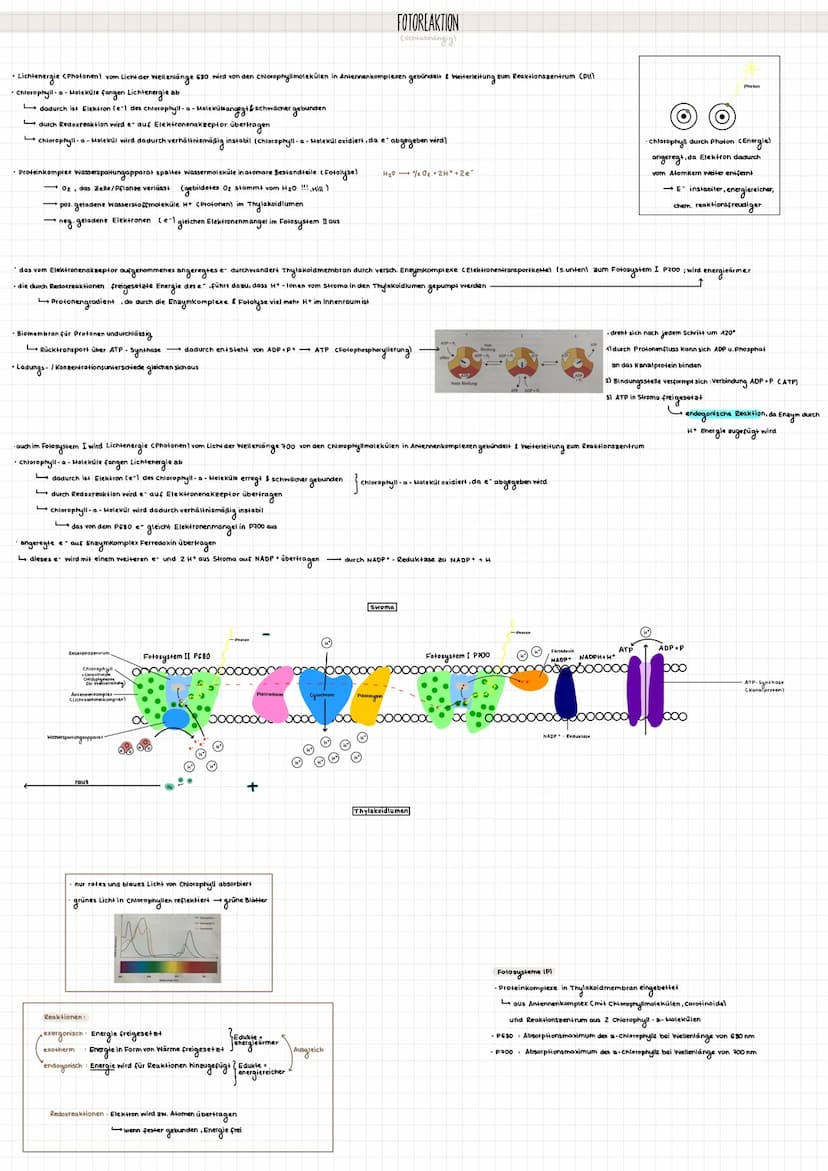Assimilation
CAufbaubrozess)
Dissimilation
• Pflanzen (autotroph) nutzen gebildetes C6H12O6
für Aufbau körpereigener Stoffe + Wachstum
· erz