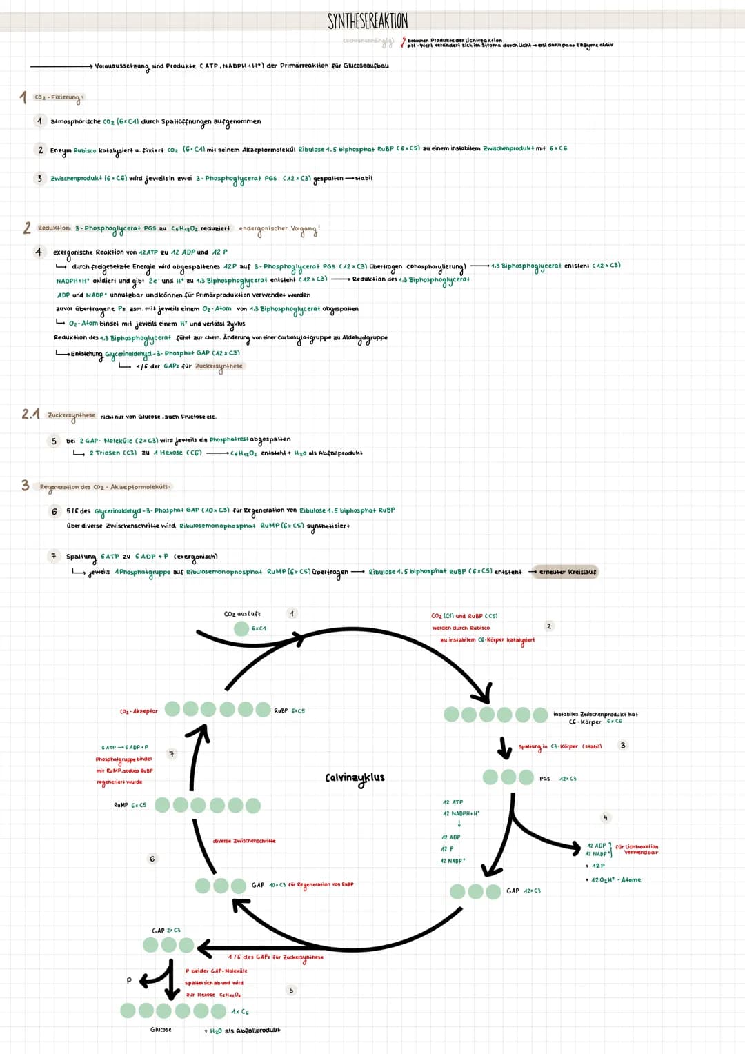 Assimilation
CAufbaubrozess)
Dissimilation
• Pflanzen (autotroph) nutzen gebildetes C6H12O6
für Aufbau körpereigener Stoffe + Wachstum
· erz