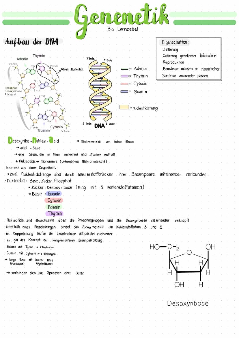 Biologie Lernzettel Aufbau der DNA
Adenin
5' Ende
Phosphat-
desoxyribose
Rückgrat
Thymin
3' Ende
Guanin
Ende
Cytosin
Desoxyribonuklein- cid
