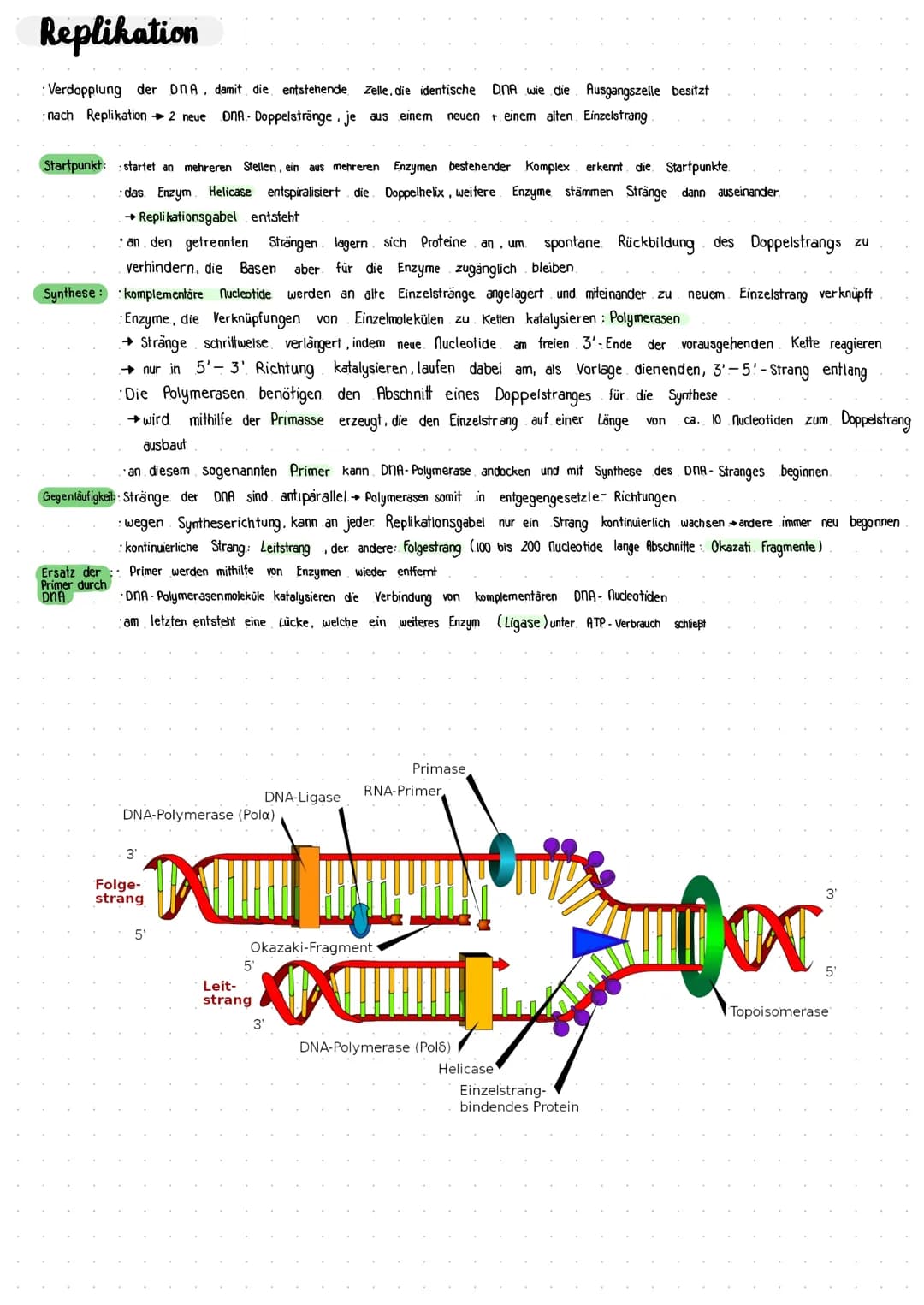 Biologie Lernzettel Aufbau der DNA
Adenin
5' Ende
Phosphat-
desoxyribose
Rückgrat
Thymin
3' Ende
Guanin
Ende
Cytosin
Desoxyribonuklein- cid
