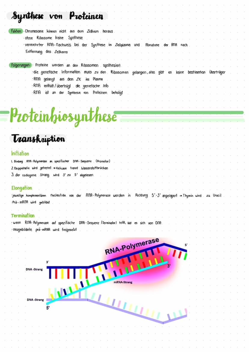 Biologie Lernzettel Aufbau der DNA
Adenin
5' Ende
Phosphat-
desoxyribose
Rückgrat
Thymin
3' Ende
Guanin
Ende
Cytosin
Desoxyribonuklein- cid
