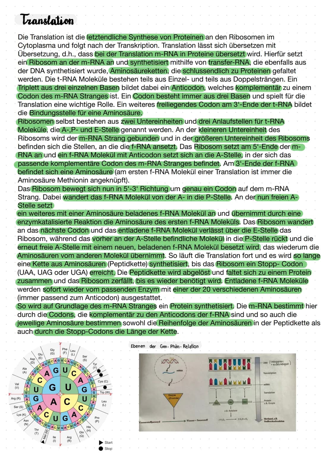 Biologie Lernzettel Aufbau der DNA
Adenin
5' Ende
Phosphat-
desoxyribose
Rückgrat
Thymin
3' Ende
Guanin
Ende
Cytosin
Desoxyribonuklein- cid
