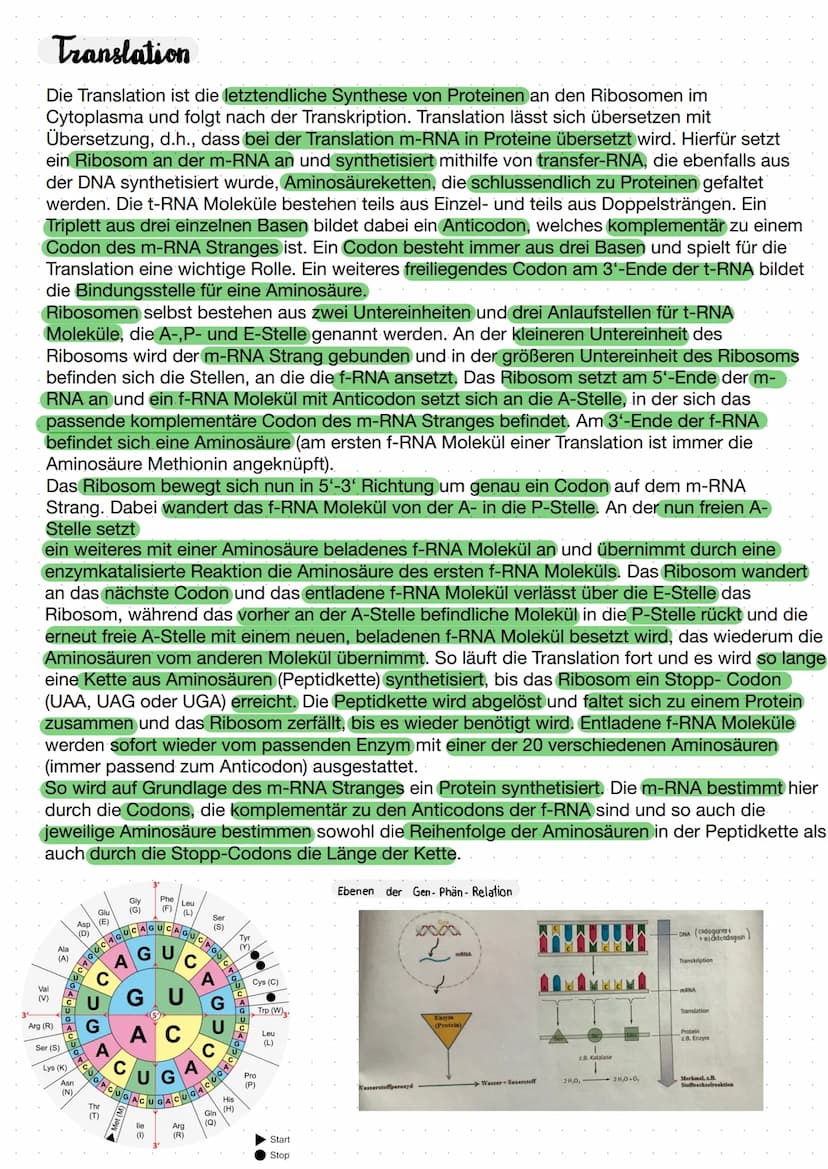 Biologie Lernzettel Aufbau der DNA
Adenin
5' Ende
Phosphat-
desoxyribose
Rückgrat
Thymin
3' Ende
Guanin
Ende
Cytosin
Desoxyribonuklein- cid
