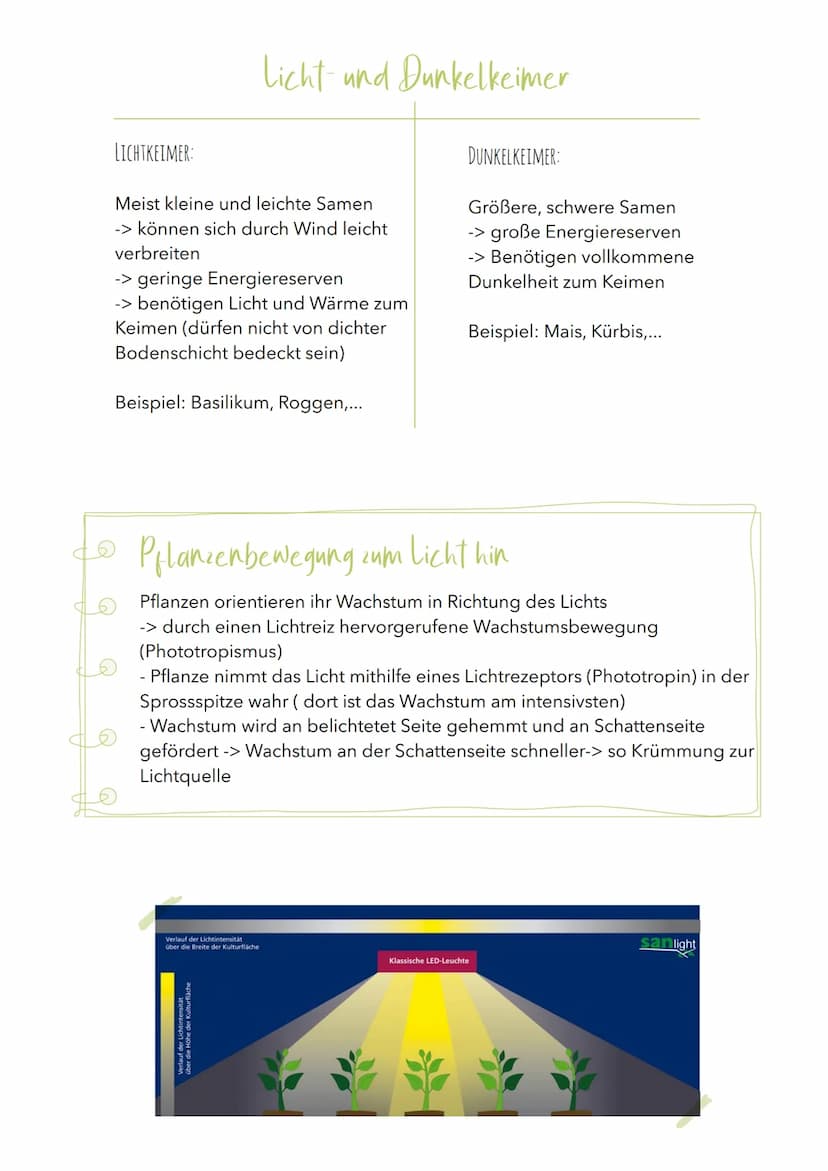 Abiotischer Umweltfaktor Licht
AUSWIRKUNGEN AUF PFLANZLICHE ORGANISMEN
Allgemein
Bei Pflanzen liefert Licht die Energie für die Fotosynthese