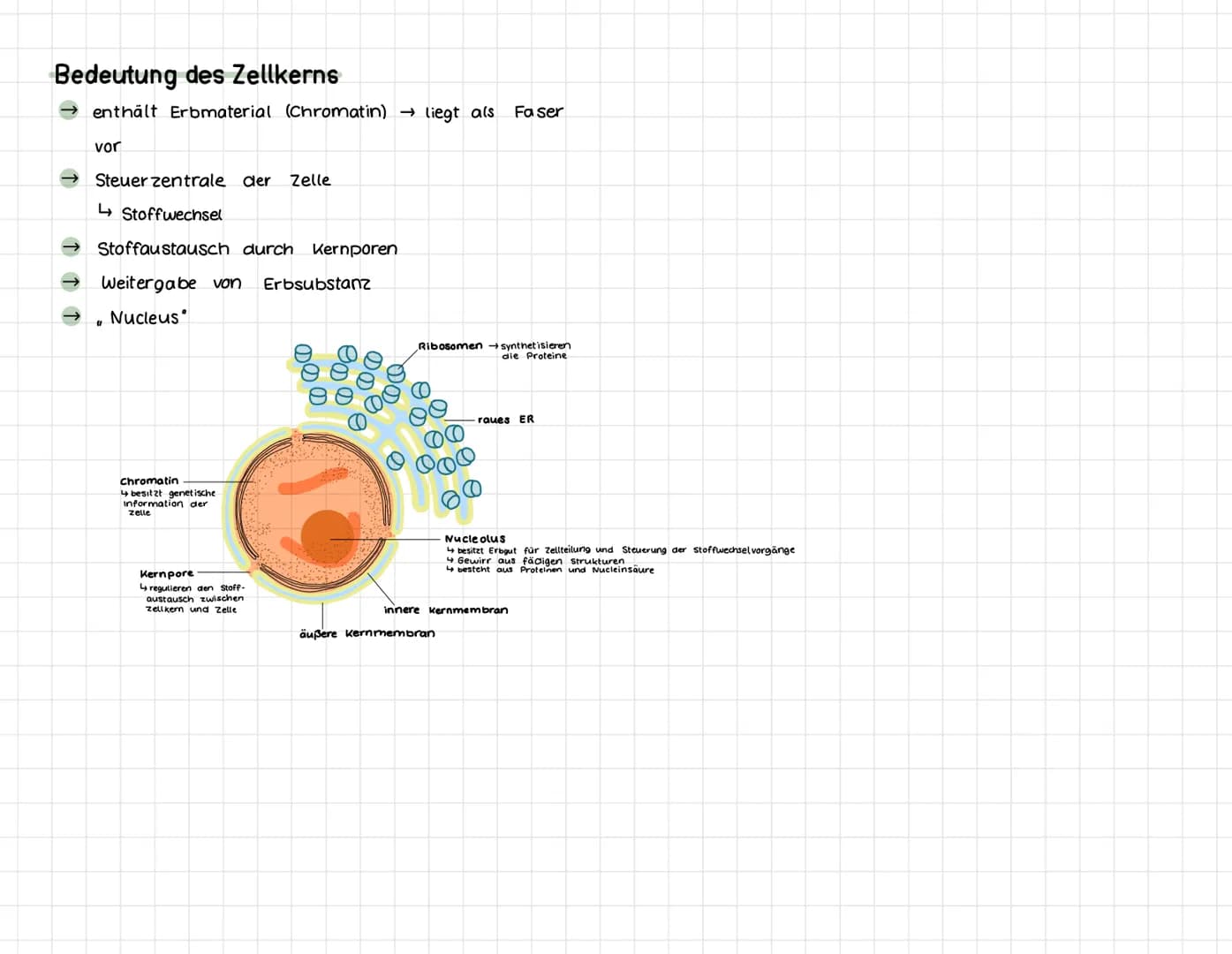 لسمسملو
Klawsup- übersicht
DNA-Replikation
die Replikation beginnt mit einer Trennung des DNA-
Doppelstranges an spezifischen Stellen, den R
