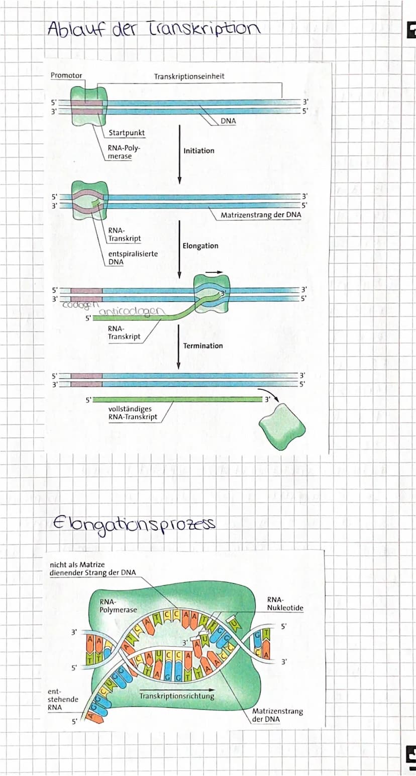 Transkription
Bei der Transkription kommt es zu einer
übertragung eines DNA- Abschnittes in die
mRNA (Kopie), diese findet im Zellkern statt