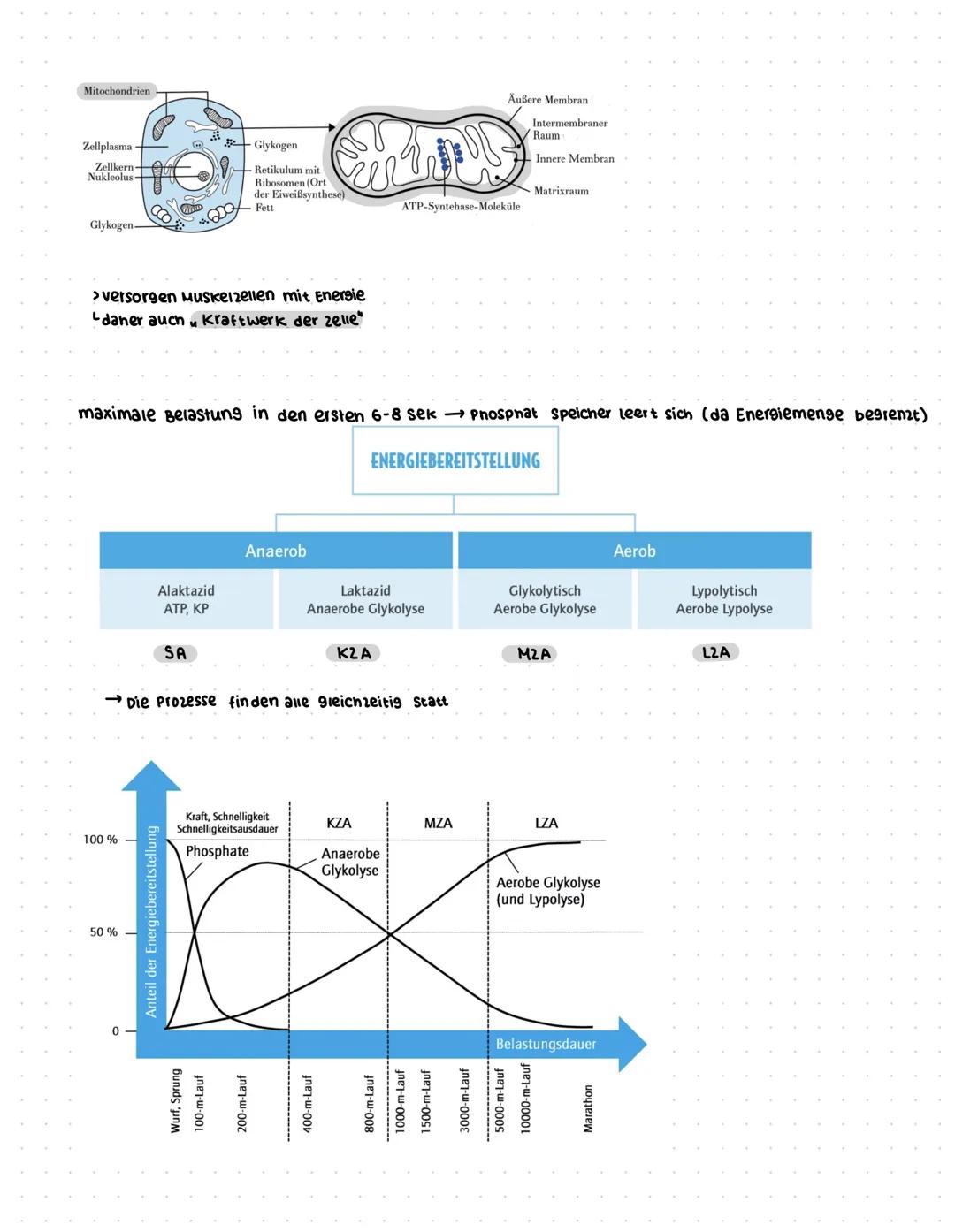 SportklausuF:
Was bedeutet Leistung und Training im Sport?
komponenten zur sportlichen Leistung
(weineck.2019)
Volition, Emotion,
Motivation