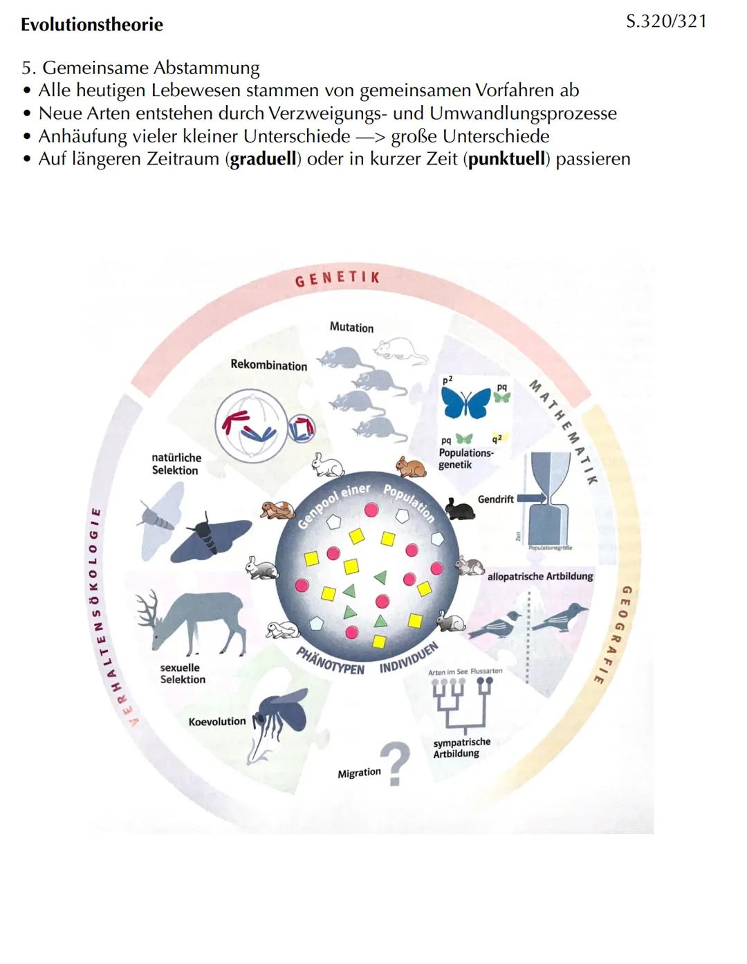 Com
EVOLUTION Skript Evolution - Veränderung und Vielfalt
Veränderung in kleinen und großen Schritten
- Evolution bedeutet Entwicklung
- Phä