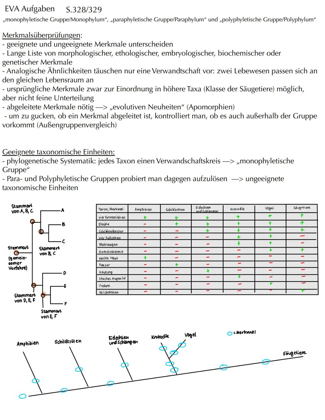 Com
EVOLUTION Skript Evolution - Veränderung und Vielfalt
Veränderung in kleinen und großen Schritten
- Evolution bedeutet Entwicklung
- Phä