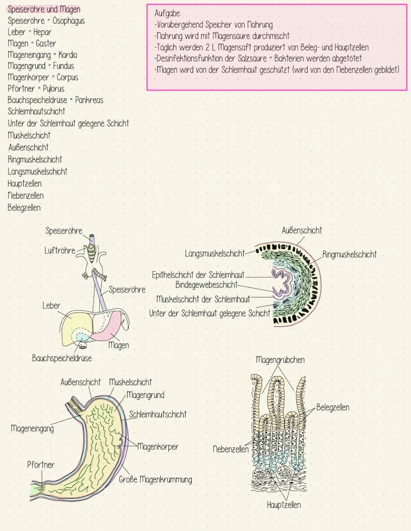 Verdauungssystem
Gesundheit Speiseröhre und Magen
Speiseröhre Osophagus
Leber = Hepar
Magen - Gaster
Mageneingang - Kardia
Magengrund - Fund