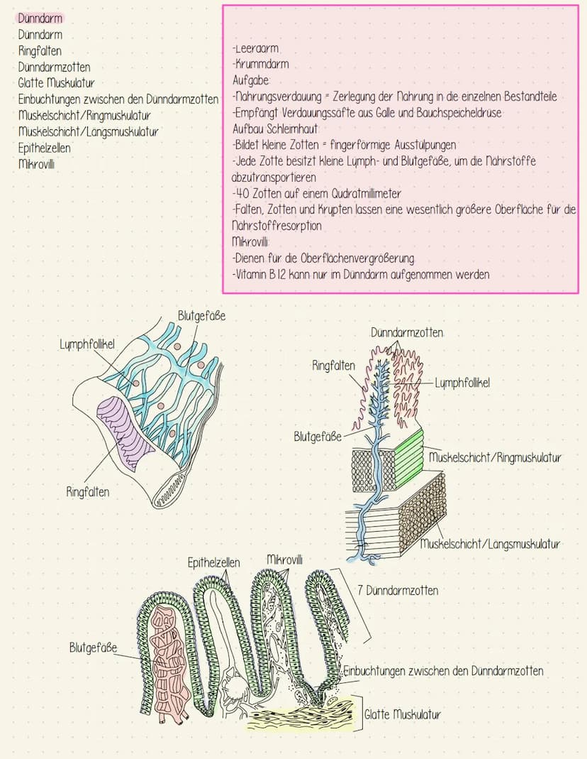 Verdauungssystem
Gesundheit Speiseröhre und Magen
Speiseröhre Osophagus
Leber = Hepar
Magen - Gaster
Mageneingang - Kardia
Magengrund - Fund