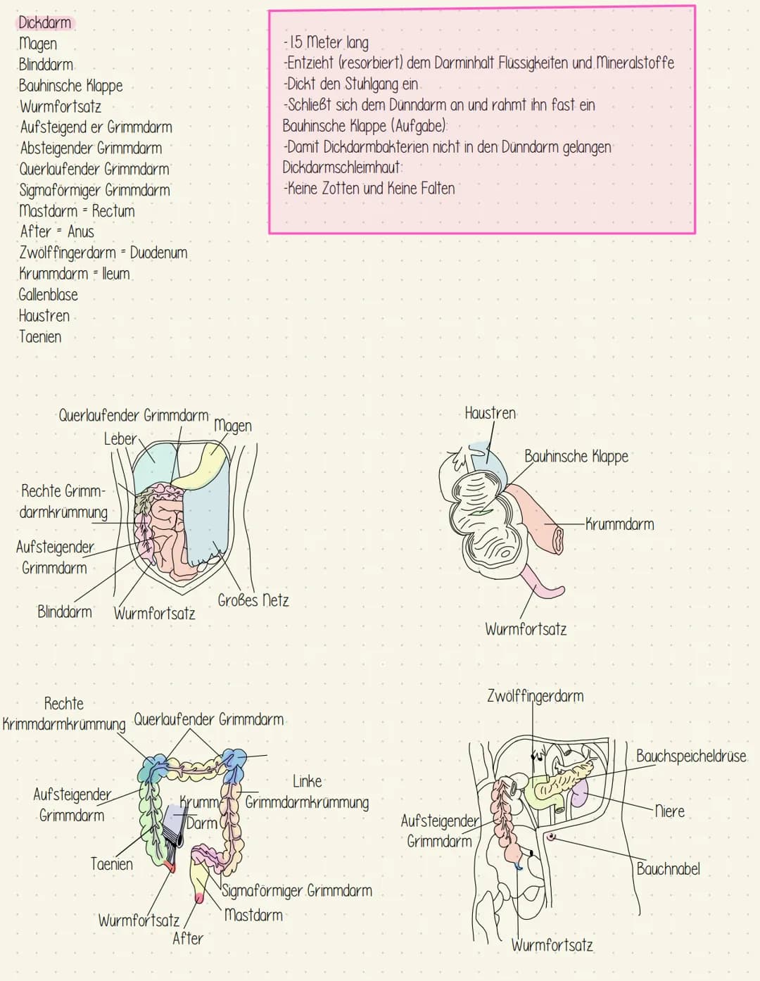 Verdauungssystem
Gesundheit Speiseröhre und Magen
Speiseröhre Osophagus
Leber = Hepar
Magen - Gaster
Mageneingang - Kardia
Magengrund - Fund