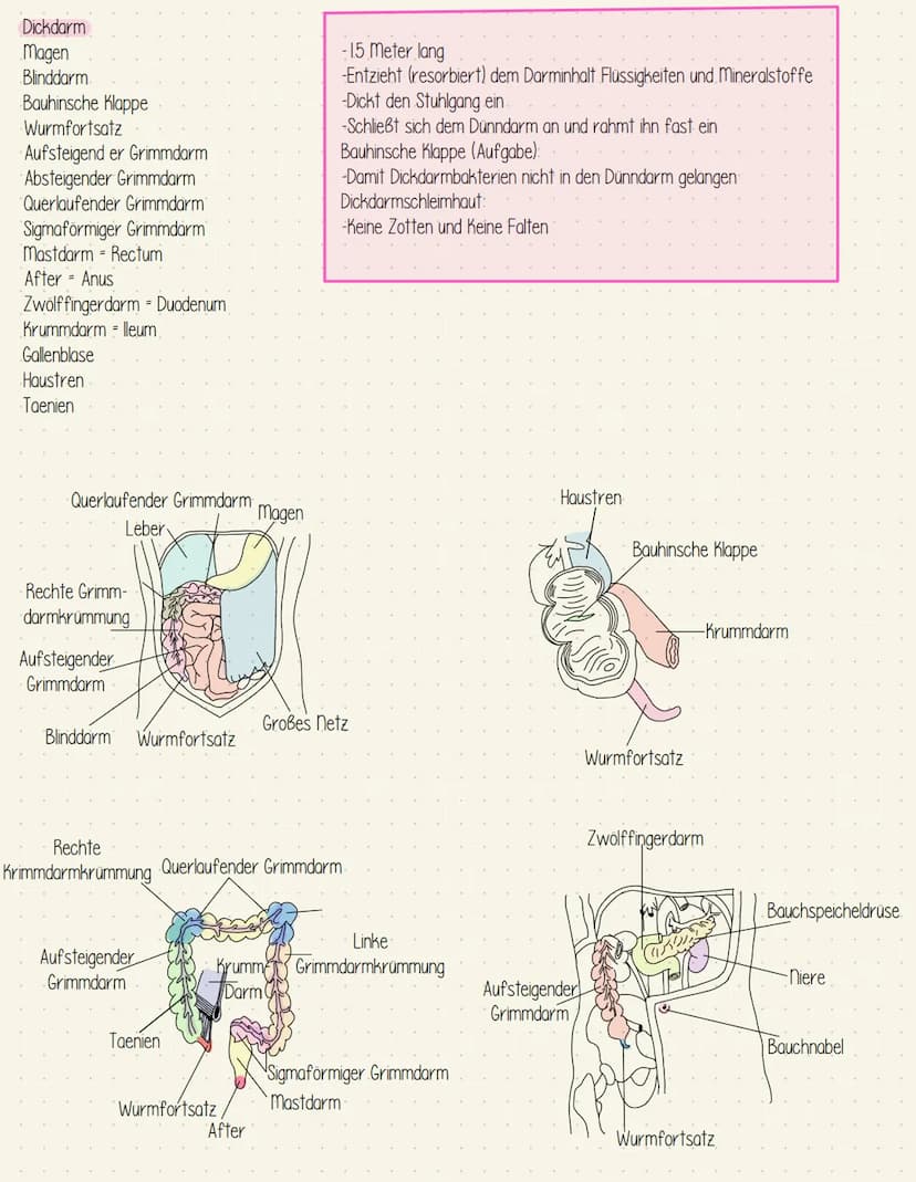 Verdauungssystem
Gesundheit Speiseröhre und Magen
Speiseröhre Osophagus
Leber = Hepar
Magen - Gaster
Mageneingang - Kardia
Magengrund - Fund
