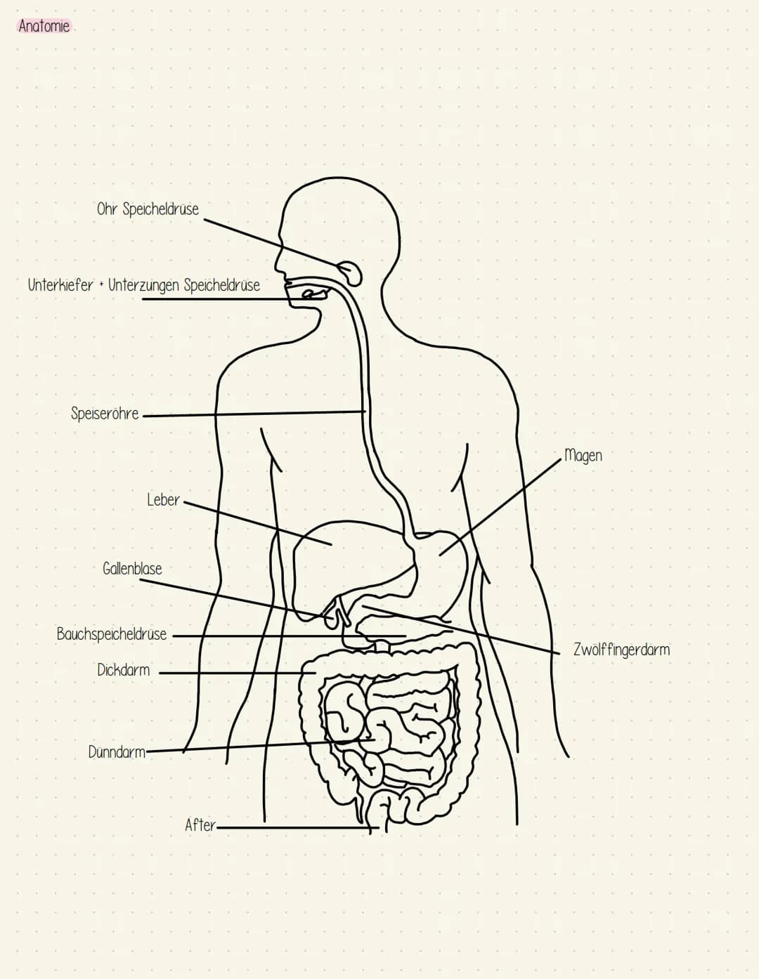 Verdauungssystem
Gesundheit Speiseröhre und Magen
Speiseröhre Osophagus
Leber = Hepar
Magen - Gaster
Mageneingang - Kardia
Magengrund - Fund