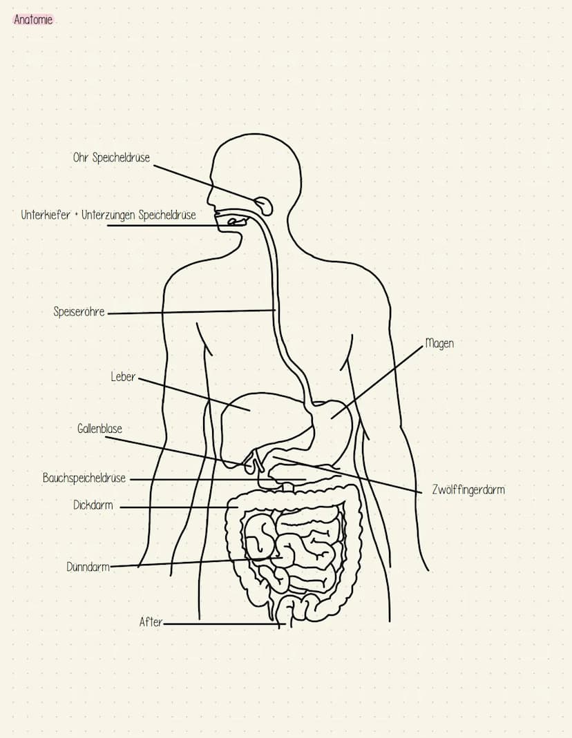 Verdauungssystem
Gesundheit Speiseröhre und Magen
Speiseröhre Osophagus
Leber = Hepar
Magen - Gaster
Mageneingang - Kardia
Magengrund - Fund
