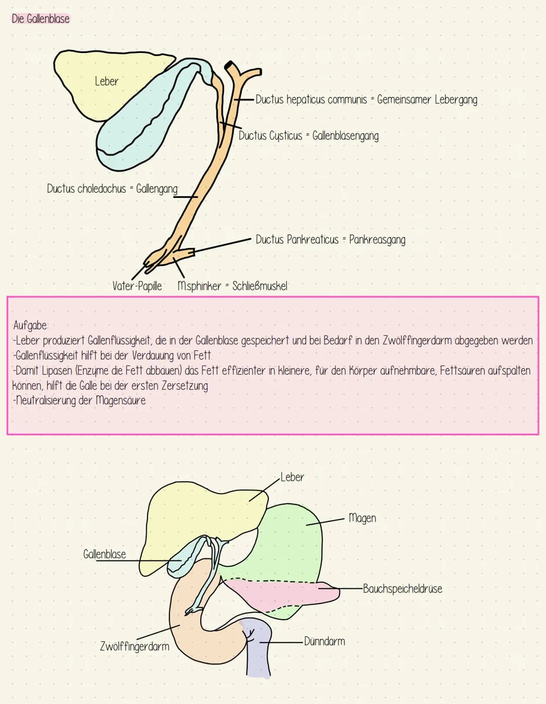 Verdauungssystem
Gesundheit Speiseröhre und Magen
Speiseröhre Osophagus
Leber = Hepar
Magen - Gaster
Mageneingang - Kardia
Magengrund - Fund