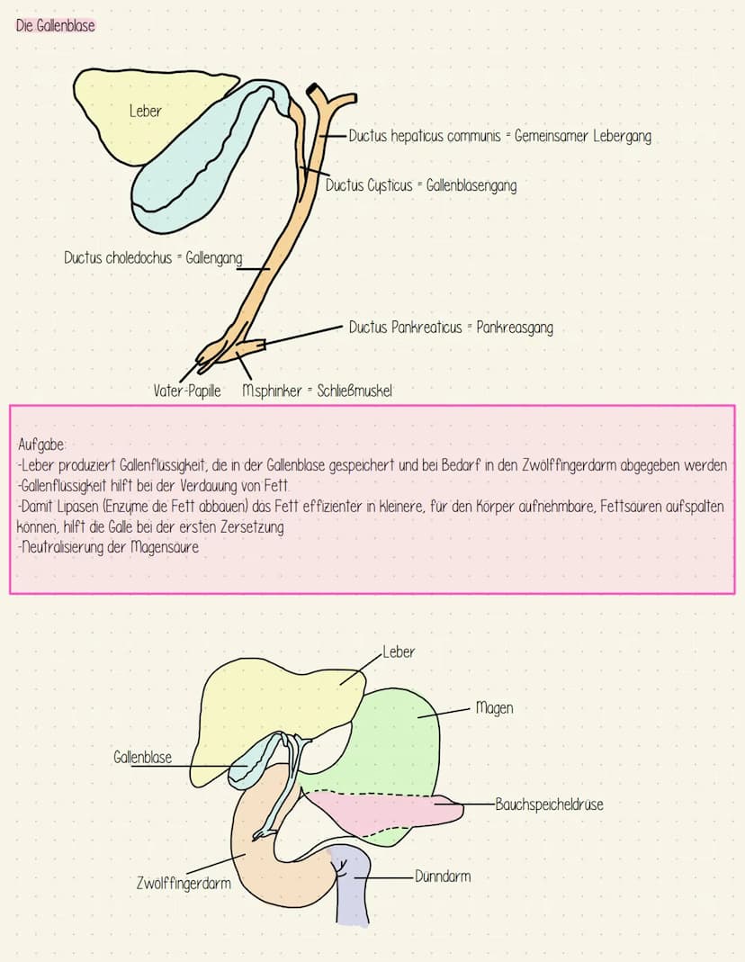 Verdauungssystem
Gesundheit Speiseröhre und Magen
Speiseröhre Osophagus
Leber = Hepar
Magen - Gaster
Mageneingang - Kardia
Magengrund - Fund
