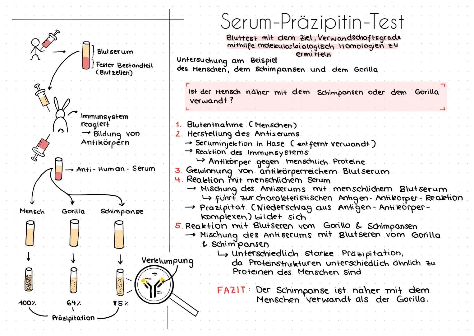 Blutserum
Fester Bestandteil
(Blutzellen)

Immunsystem
reagiert
Bildung von
Antikörpern

Anti - Human - Serum

Mensch
Gorilla
Schimpanse

Se